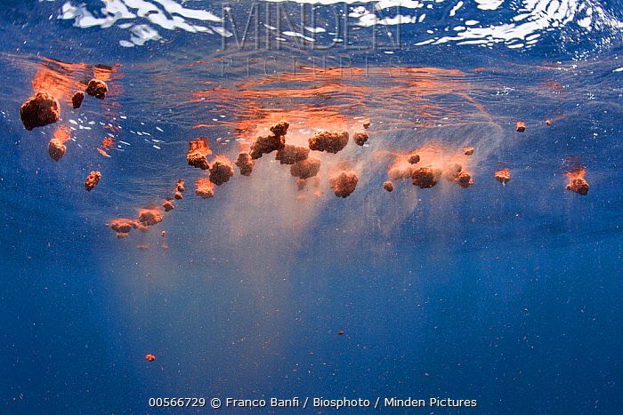 蓝鲸的进化史是什么,脆弱的巨人蓝鲸