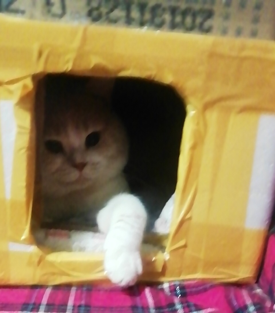 省钱养猫攻略真的假的,省钱养猫攻略猫砂