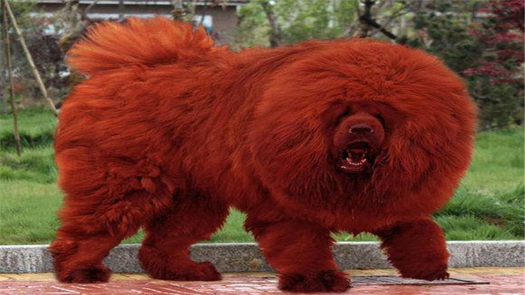 藏獒怎么训成凶猛狗,藏獒的饲养方法和训练