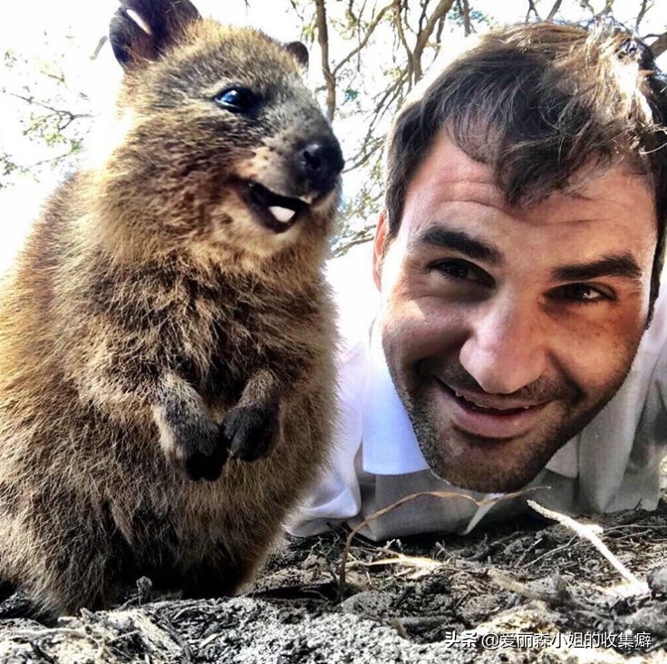 为什么我们会微笑?10个关于微笑袋鼠的萌萌秘密