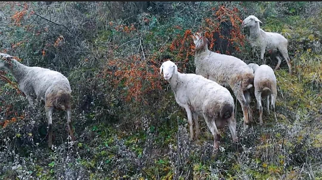 在村里工作有什么困难,在村里做事有意思吗