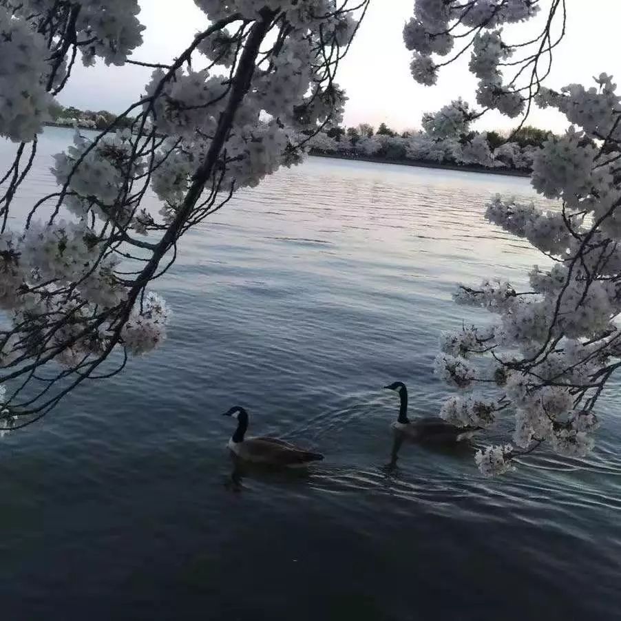 七月念“雀”，意思是七月像小鸟一样飞走了