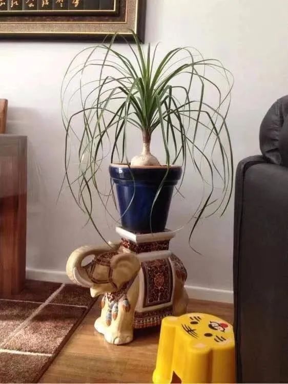 养花镇宅,养花知识大全什么植物能镇宅