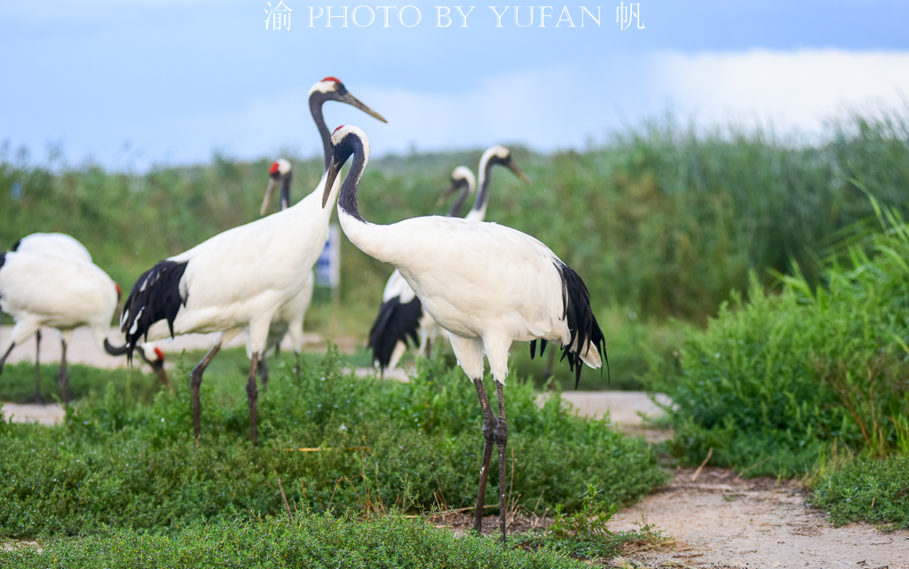 吉林丹顶鹤之乡,马云长白山