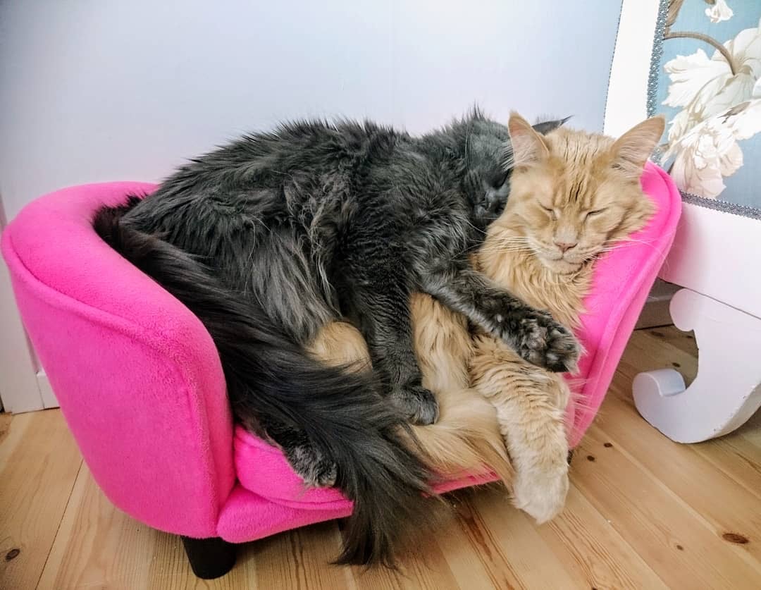 缅因猫这么温顺怎么在野外生存,缅因猫和狸花猫能不能好好相处