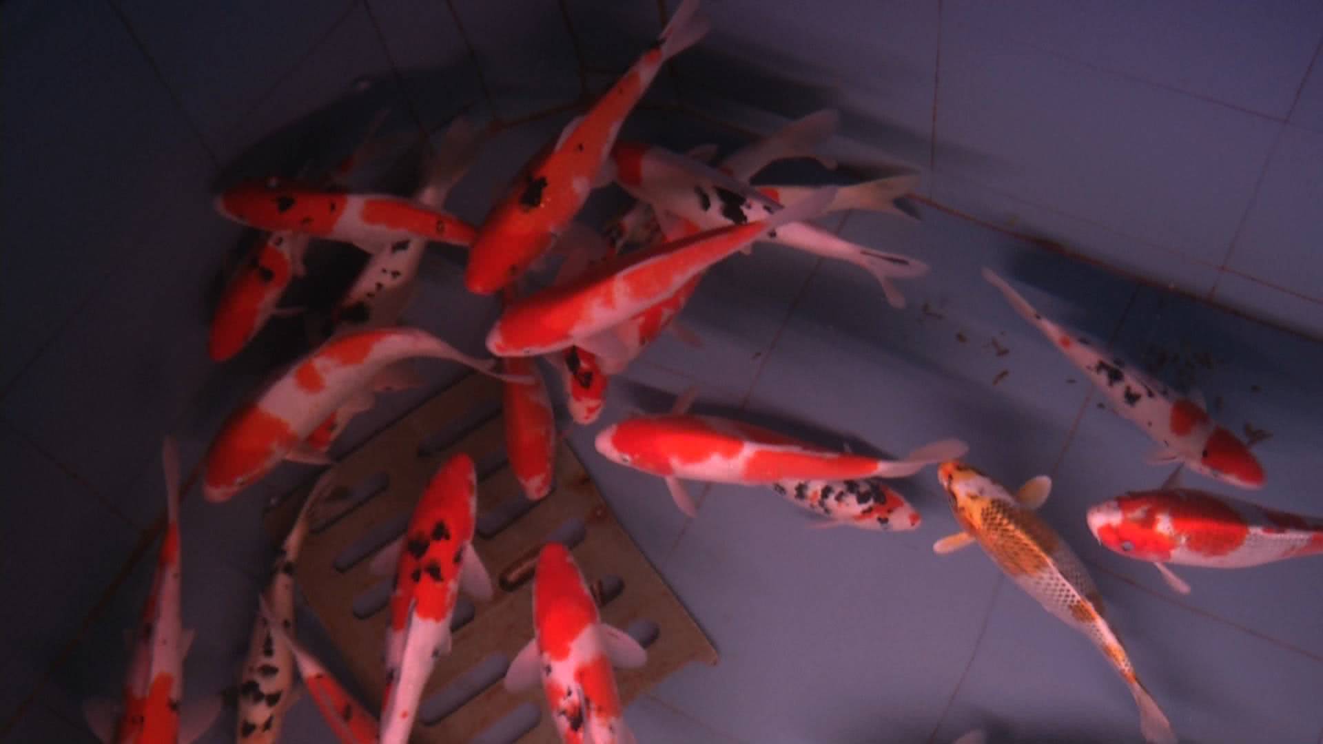 一条小鱼大概能卖多少钱,一条小鱼大约多少钱