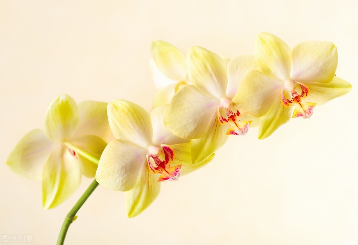 开在记忆深处的花朵初中作文友情,留住那份友情作文初中