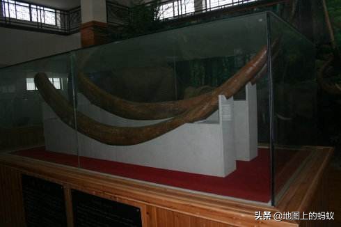 徐州最大象牙化石,亚洲象牙化石之王