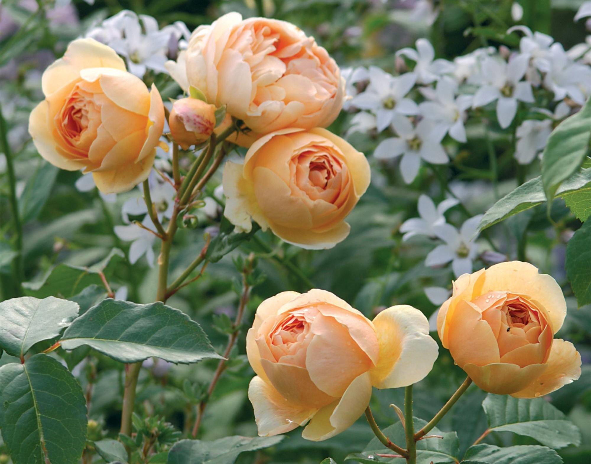 无刺四季开花藤本月季品种有哪些,耐热又耐寒的藤本月季有哪些品种