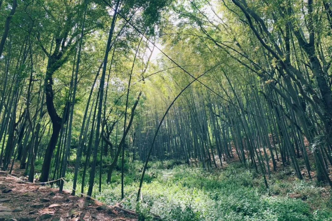 乾隆六下江南七次到过的地方,乾隆下江南去过几次天宁寺