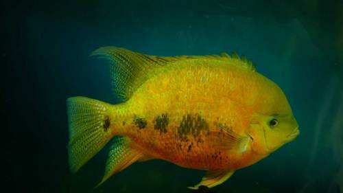 慈鲷品种,慈鲷类型