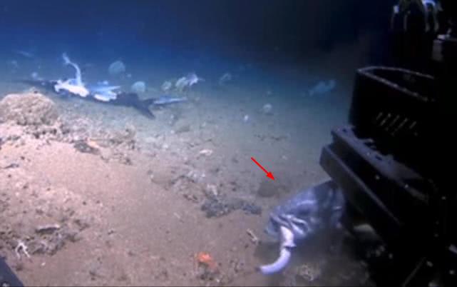 人类捕捉了史上最诡异的深海怪鱼,海底拍到巨大的石斑鱼