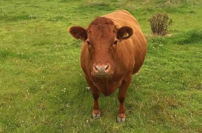 如何诊断治疗牛不孕症