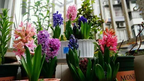 风信子开完花后一直在土里可以吗,开过花的风信子种球怎样处理