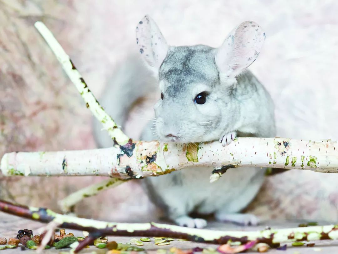 别让骨折妨碍了龙猫跳跃的步伐