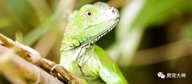 另类宠物饲养爬行动物,爬行宠物蜥蜴怎么养