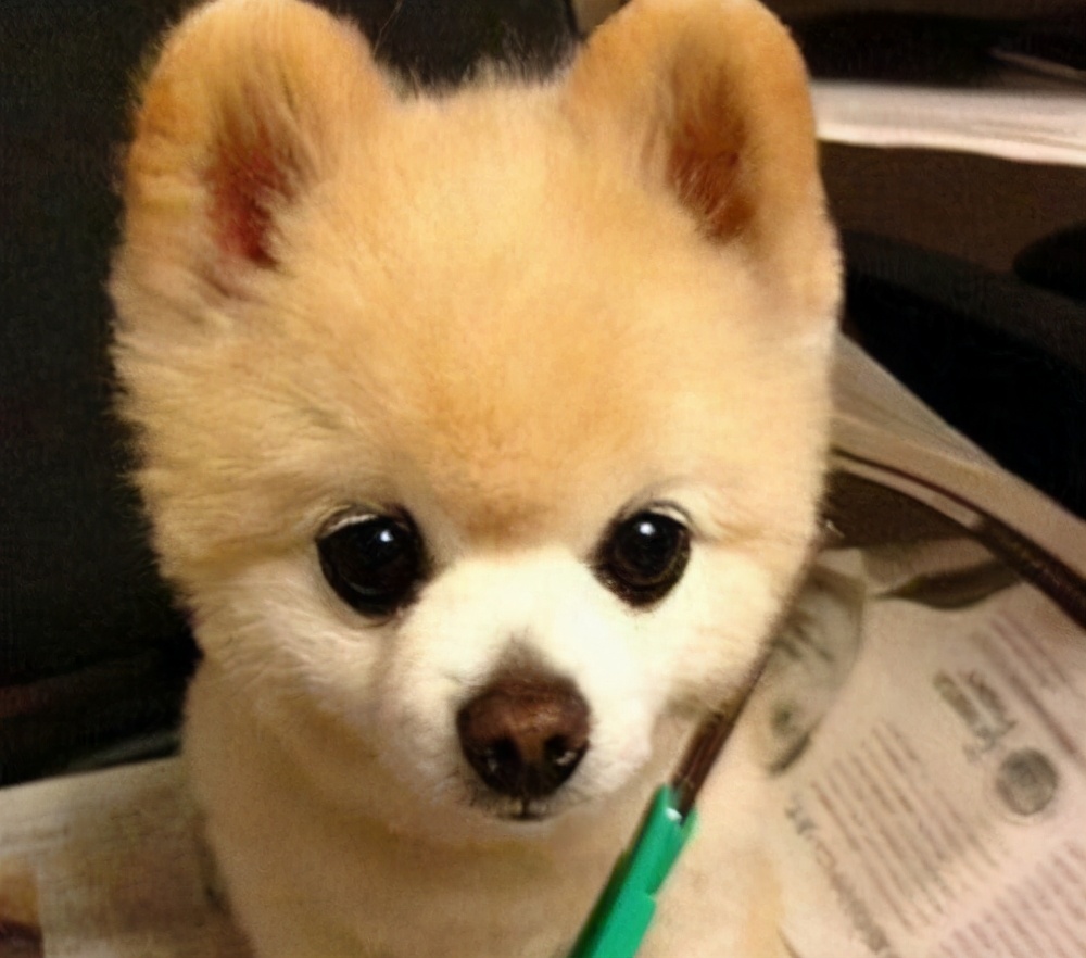 我家博美最近嘴上老吐白沫,我家博美为什么是卷毛