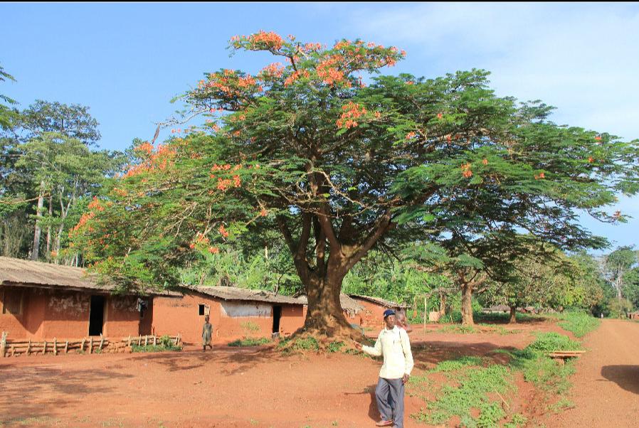 2021喀麦隆极简报告-税收制度