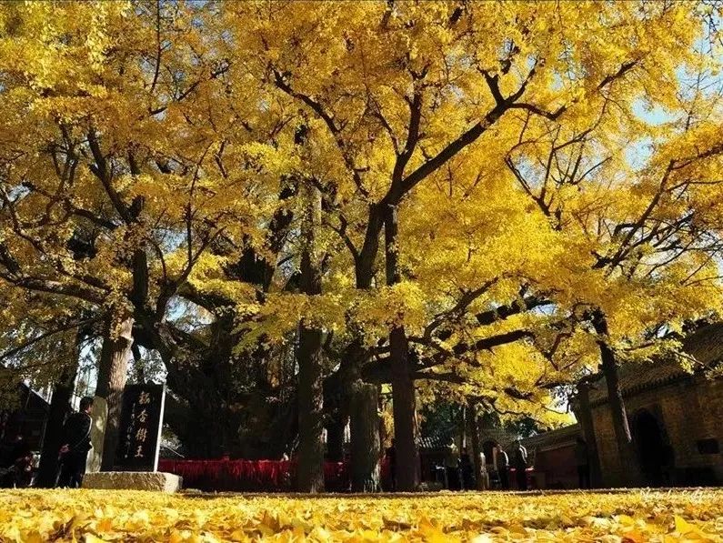 黄了！山东爆火的“银杏林”，千余亩的曼妙绝伦，只等你来！