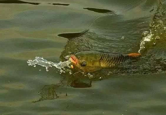 水库钓鱼怎样挂钓饵玉米粒,自制水库野钓玉米粒鱼饵