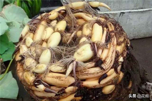 说好的碗莲呢?养了3年,连一朵花都没见,最后只收获一堆菜藕