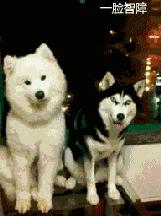 哈士奇和萨摩耶在一起的生活日常,哈士奇和萨摩耶融合起来的样子