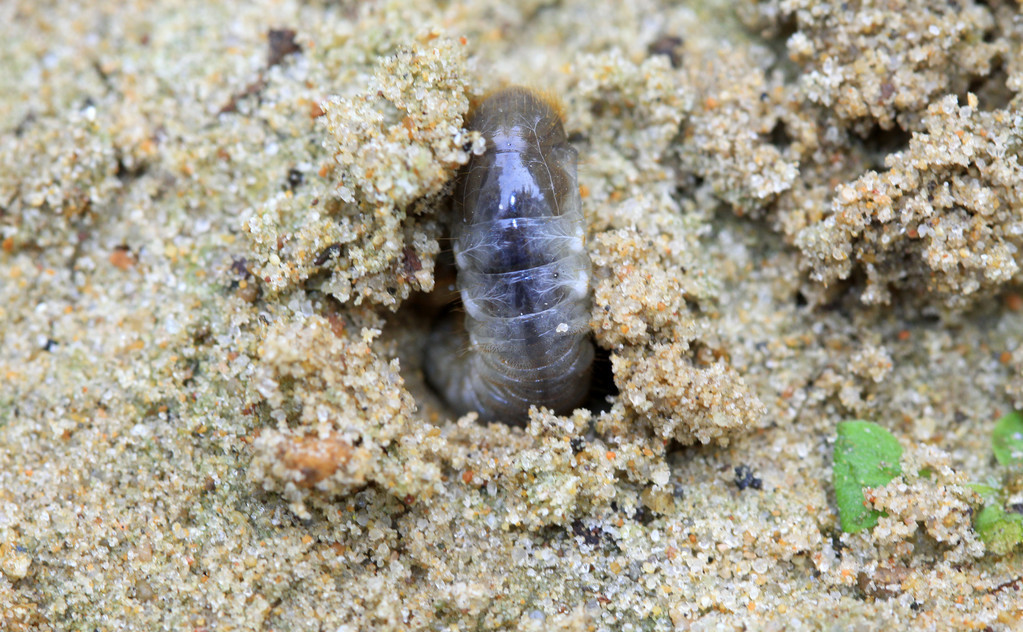 辣椒地下害虫最佳防治方法,辣椒地下害虫防治方法