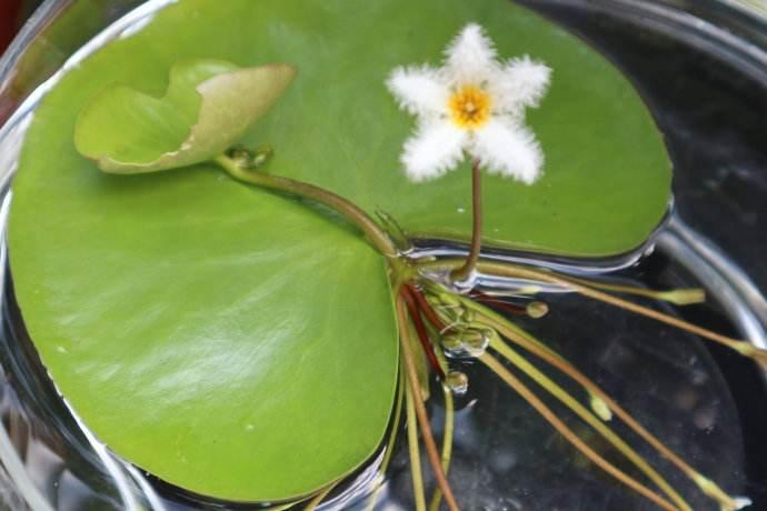 一叶莲睡莲碗莲叶子发黄怎么办,睡莲一叶莲碗莲哪种可以种鱼缸里