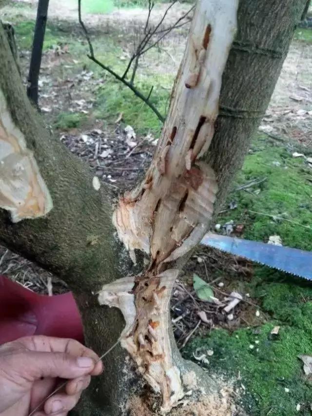 柑橘爆皮虫的防治最佳时期,柑橘天牛钻心虫最佳防治方法