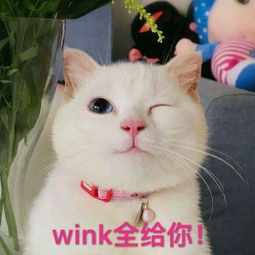 贫民窟唇釉推荐学生党拼多多,少女心爆棚的神仙唇釉