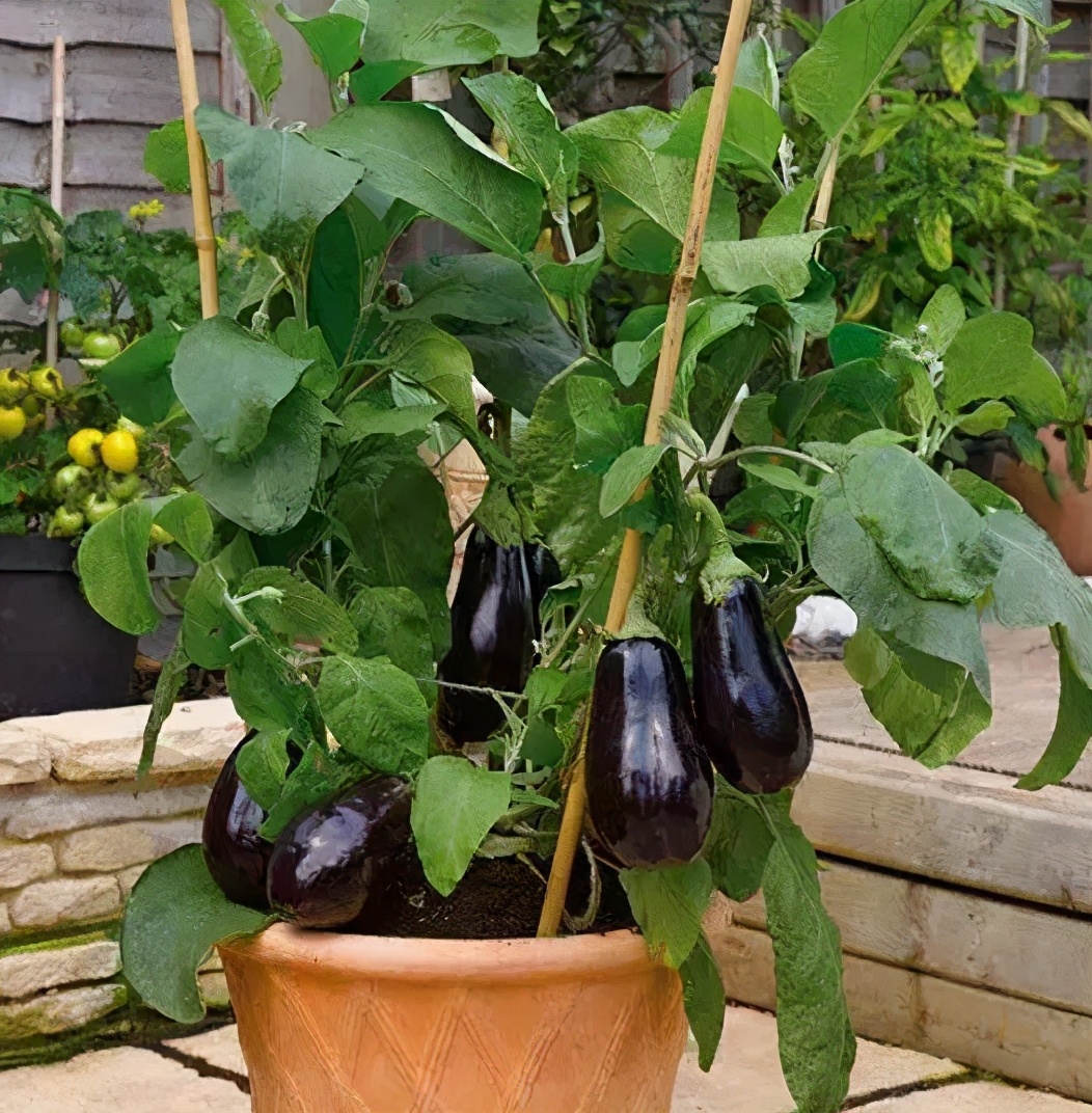 盆栽茄子最简单方法 (茄子的盆栽养法)