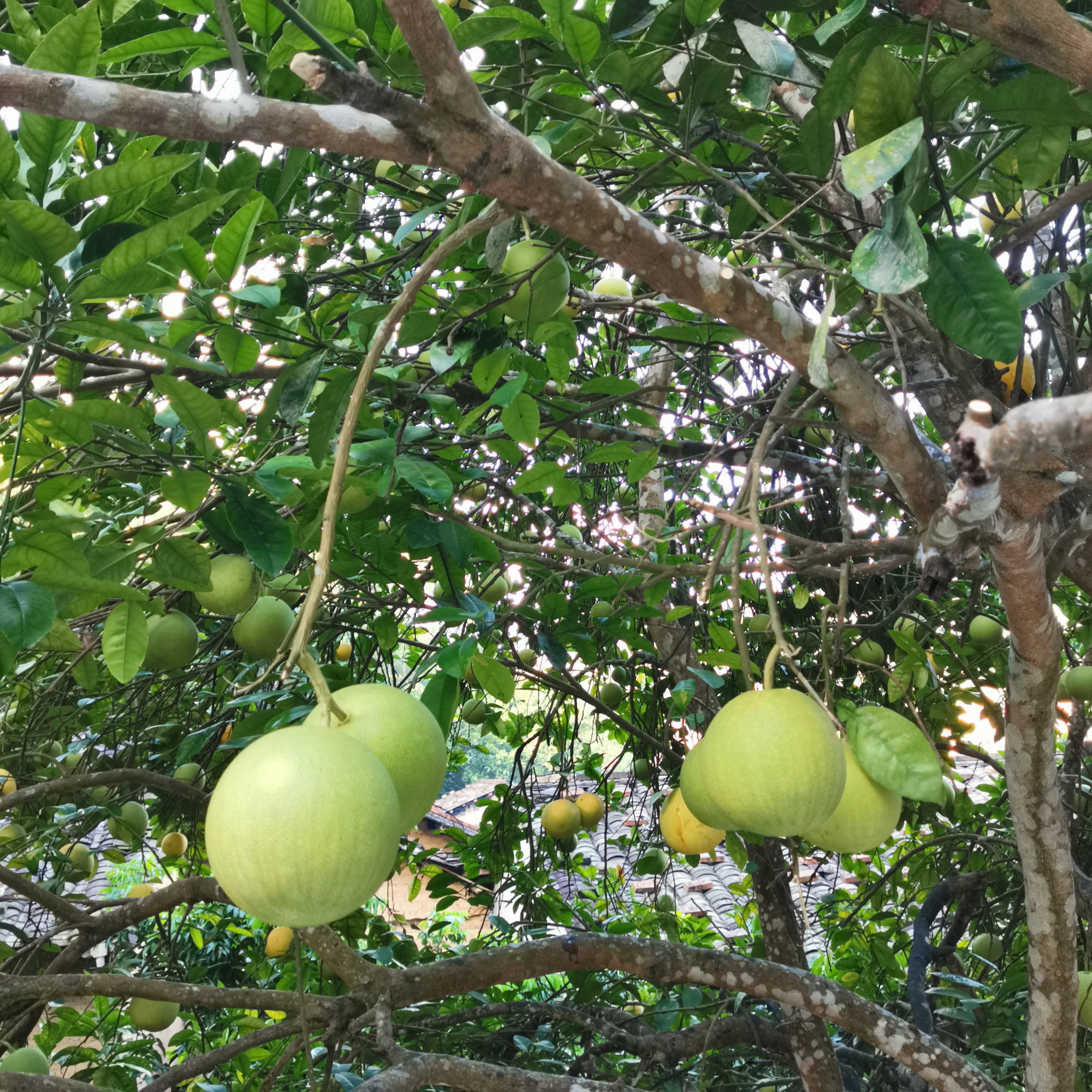 为何柚子树会掉小果,为什么种了几年的柚子不结果