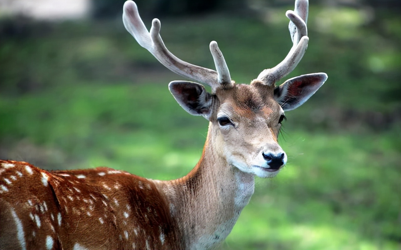 鹿角自然脱落是鹿茸吗,鹿角会自然脱落为什么还要割鹿角