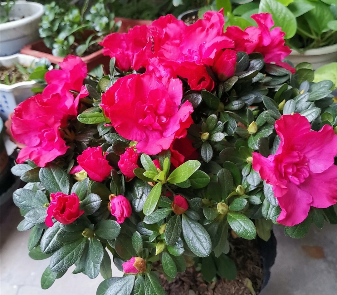 杜鹃怎么养护喜不喜欢太阳,怎样才能让杜鹃多开花