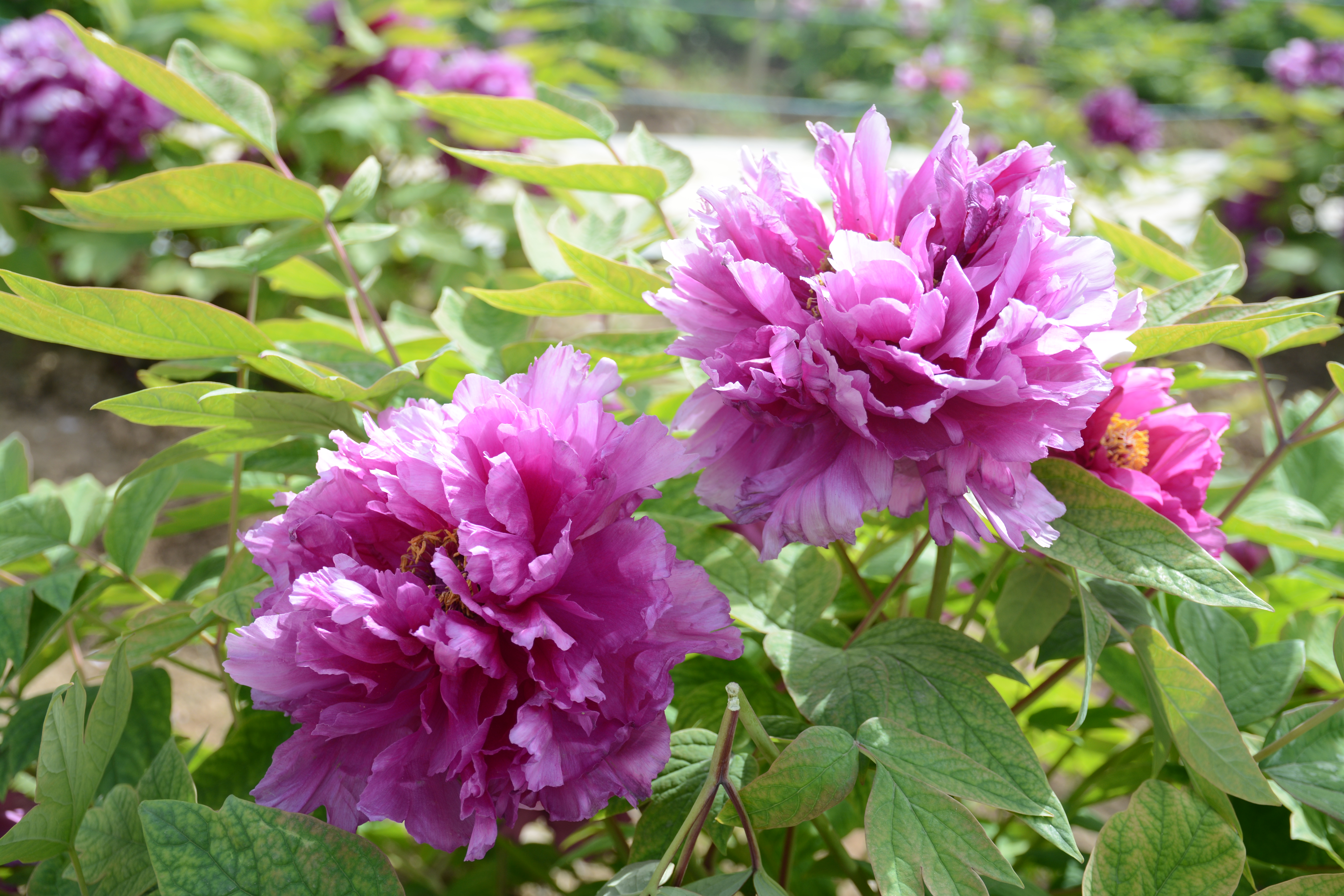 牡丹,熟悉而陌生——“花王”的前世今生,带你重新认识牡丹