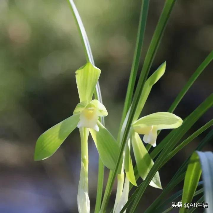 春兰张荷素兰花介绍,每日一品中国兰花春兰