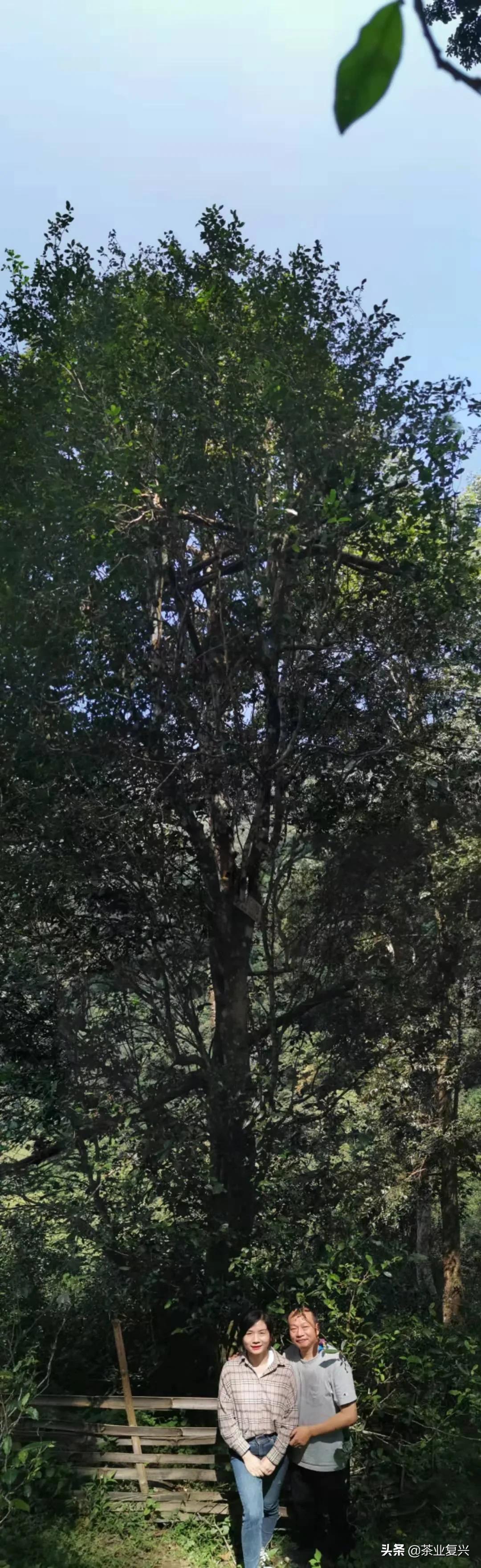 薄荷塘纯料茶,薄荷塘茶加工