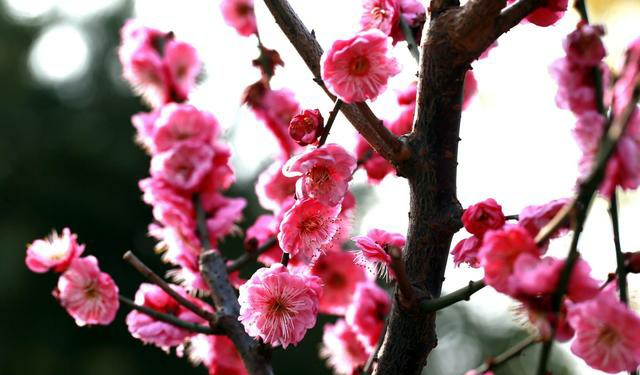 梅花怎样养护大全高清图片,梅花平时怎么养