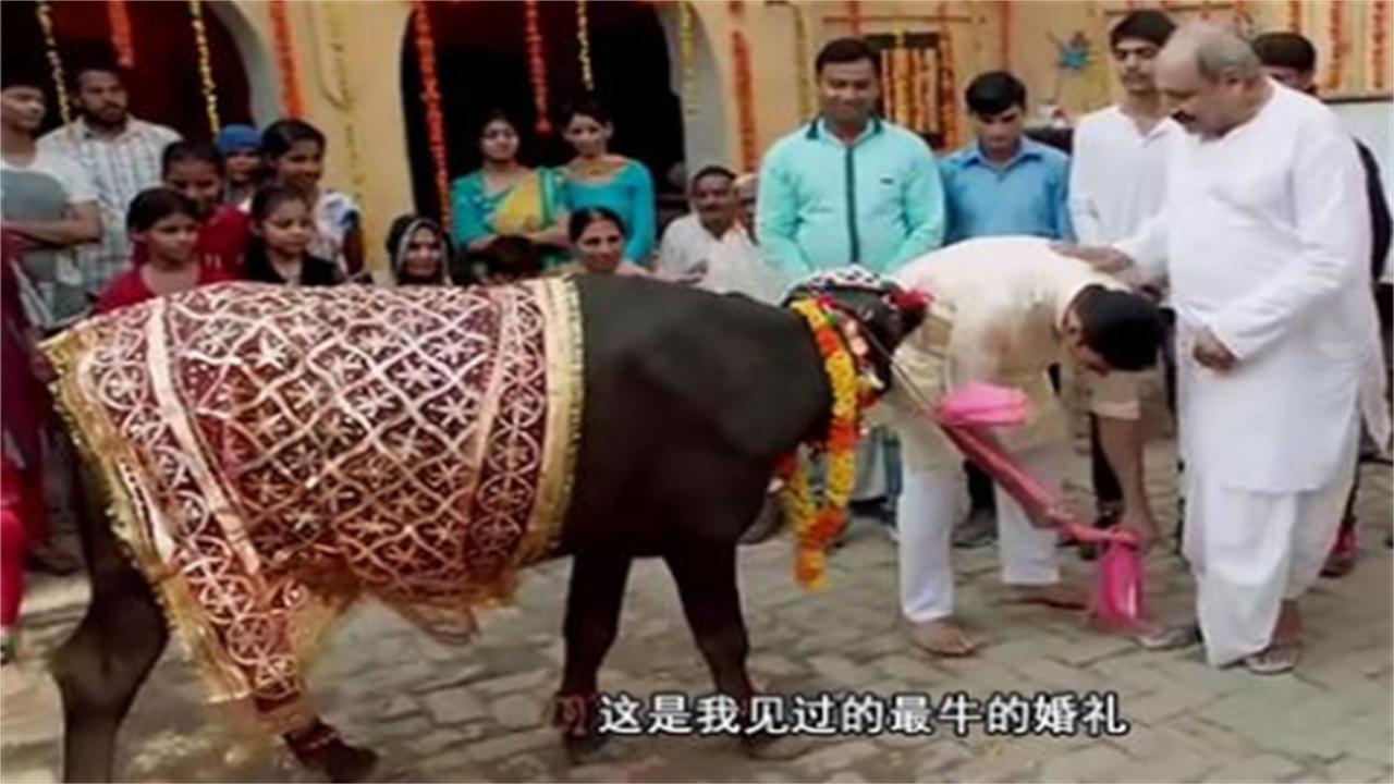 印度男子抛弃发妻花17万娶一头牛,印度大叔抛妻弃子花17万娶牛