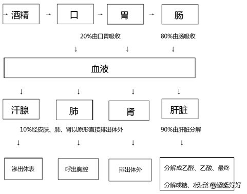 解酒提升酒量快速醒酒神器,喝醉了酒最好的解酒方法是什么