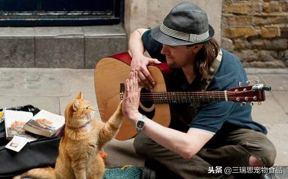 盘点那些萌猫,最萌猫十大排名