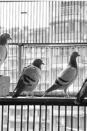 一万一只赛鸽值不值,花一万买的鸽子