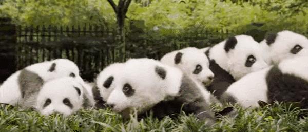 成都人成都,成都人