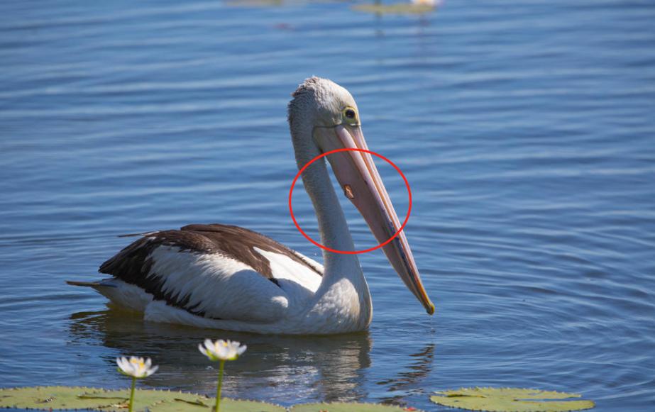 看起来威武霸气,其实比谁都嘴欠,带你了解鹈鹕的生活