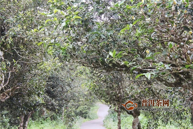 普洱茶里的马蹄是什么,普洱茶里马蹄是什么