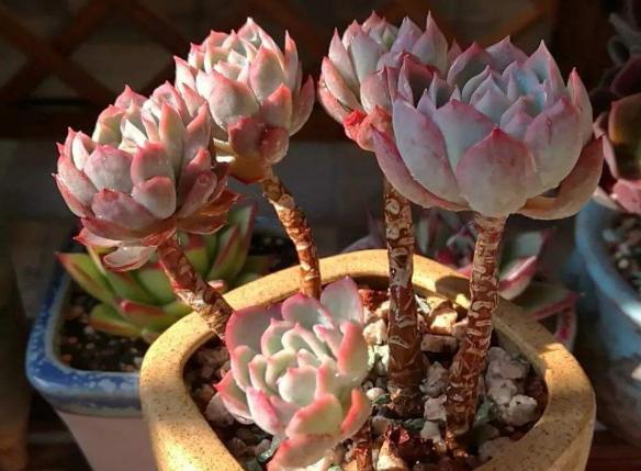 多肉怎么控养得又粗又胖,多肉长得又高又绿怎么办