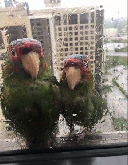 又要下雨了小鸟怎么办,雨这么大该怎么走