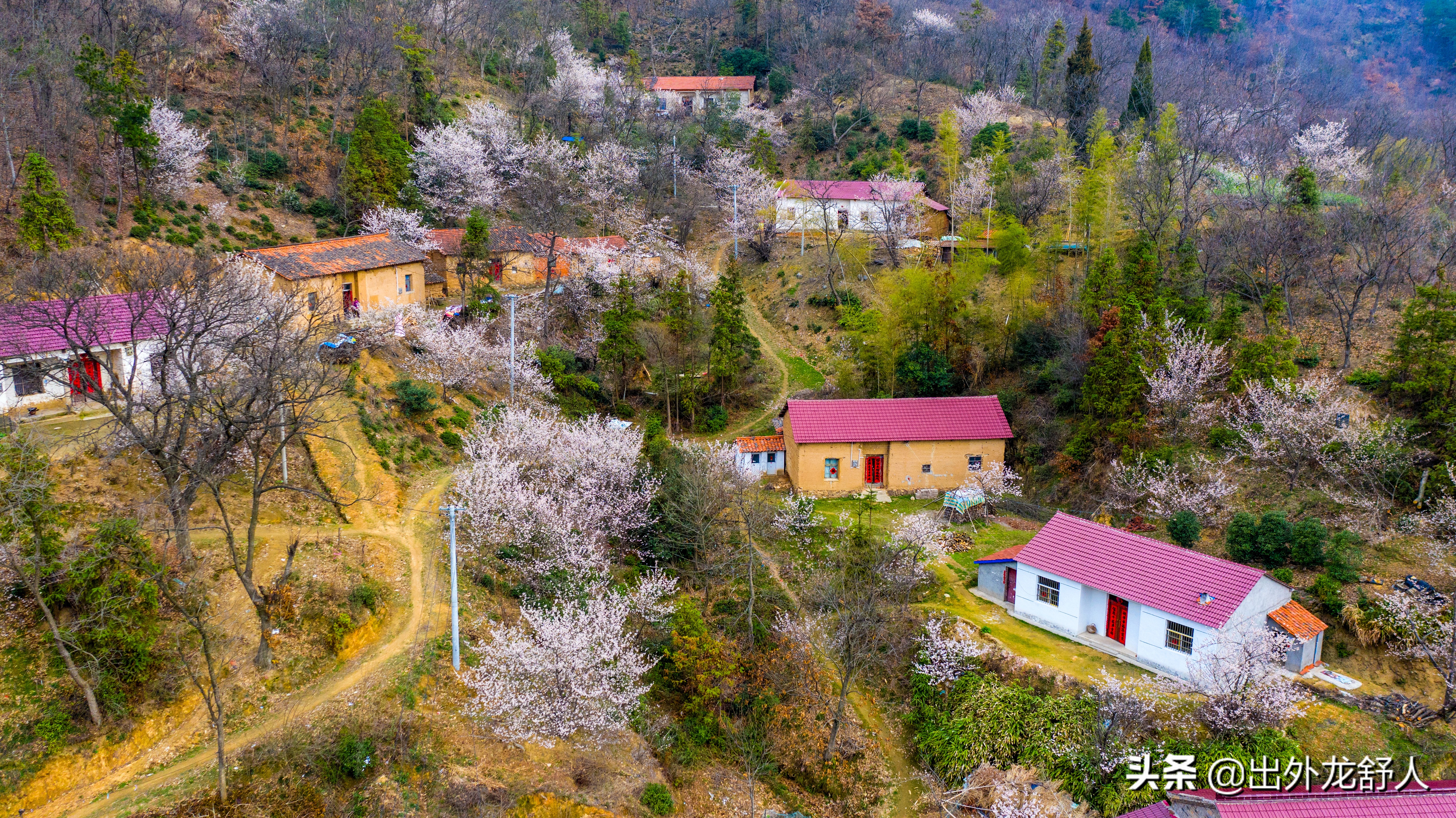 六安车厢沟樱桃,舒城车厢沟樱桃基地