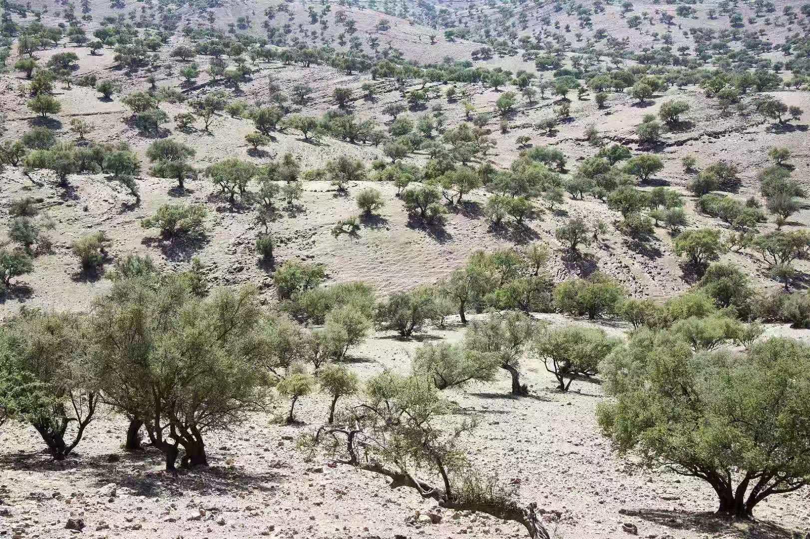 沙漠里的天猫双11：中国考拉拯救以色列工厂