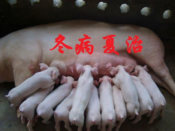 养好母猪的四大秘方,母猪用什么中药调理最好